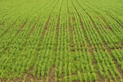 crops in rows